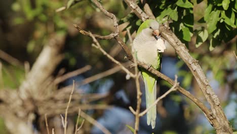 A-green-monk-parakeet-also-known-as-quaker-parrot,-myiopsitta-monachus-standing-on-a-tree-branch,-holding-on-a-piece-of-white-bread-with-its-claw-and-enjoying-the-feed-under-sunlight