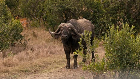 Medium-shot-of-a-water-buffalo-standing-along-a-dirt-road-among-the-bushes-in-the-Savannah-in-Kenya,-Africa