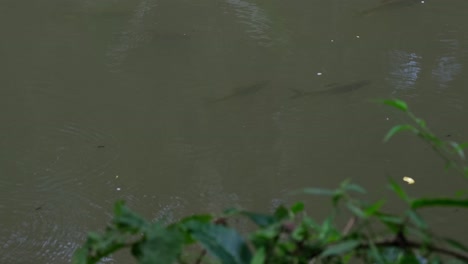 Soro-Brook-Carp,-Neolissochilus-soroides-a-small-school-seen-fighting-the-current-of-the-river-as-they-look-for-food-taken-down-the-river-in-Khao-Yai-national-Park,-Thailand