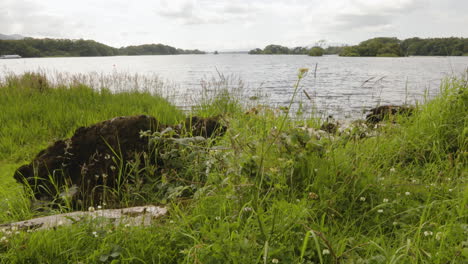 Swaying-Green-Grass-Revealed-Calm-Lake-Near-Ross-Castle-In-Killarney-National-Park,-County-Kerry,-Ireland