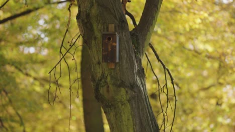 A-small-birdhouse-on-the-thick-knotty-tree-trunk