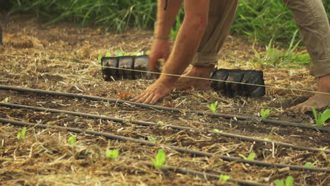Static-Shot-of-male-hands-and-bare-feet-working-on-organic-farm-planting-green-lettuce-vegetables