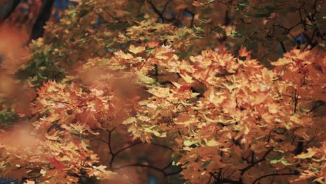 A-close-up-video-of-the-bright-orange-red-maple-leaves-on-the-blurry-background-in-the-autumn-forest