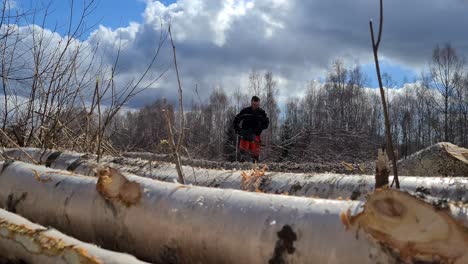 Lumberjack-cleaning-fallen-birch-trees-for-processing-further,-handheld-shot