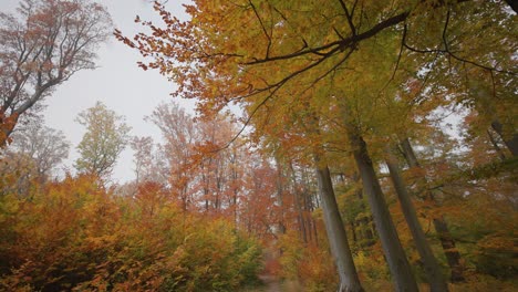 Ein-Spaziergang-Im-Herbstpark
