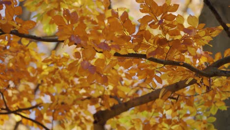 Eine-Nahaufnahme-Der-Hellen-Herbstblätter,-Die-Im-Wind-Rascheln