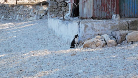 Adorable-Black-And-White-Cat-Sitting-On-Stony-Ground-In-Kefalonia,-Greece