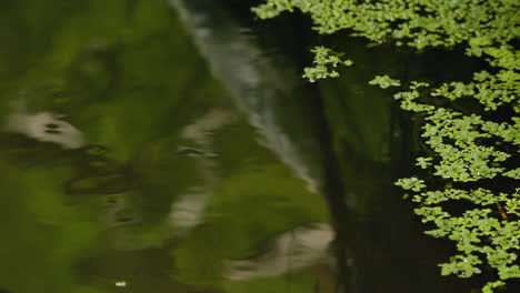 Reflection-Through-Pond-Near-Blarney-Castle-And-Gardens-In-Ireland