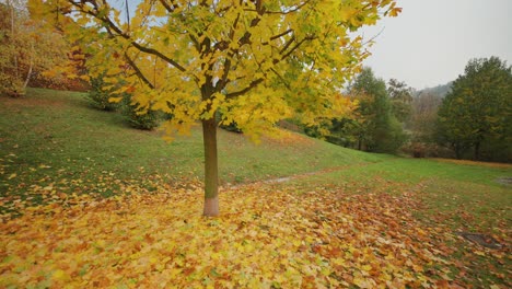 Um-Einen-Baum-Herumgehen,-Der-Mit-Leuchtenden-Herbstblättern-Bedeckt-Ist
