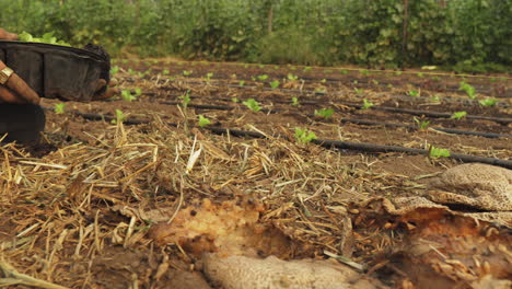 Agricultor-Orgánico-Tomando-Cultivos-De-Lechuga-Bebé-Del-Contenedor-Y-Colocándolos-En-Tierra