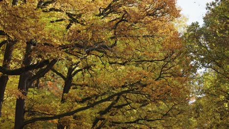 Blick-Auf-Die-Weiten-Baumwipfel,-Die-Mit-Buntem-Herbstlaub-Bedeckt-Sind