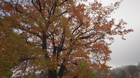 A-walk-around-an-old-oak
