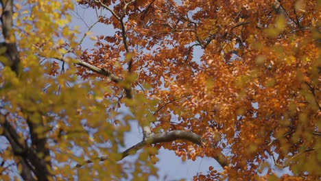 Durch-Die-Verschlungenen-Äste,-Die-Mit-Leuchtenden-Herbstblättern-Bedeckt-Sind,-Zum-Blauen-Himmel-Aufblicken