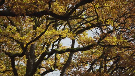 Looking-up-through-the-entangled-branches-of-the-crowns-of-the-elm-tree-covered-in-colorful-autumn-leaves