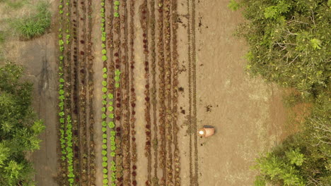 Aerial-of-a-small-vegetable-green-farm-with-workers-on-a-sunny-day