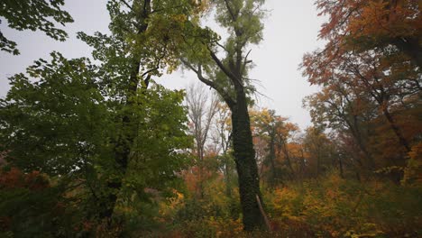 Ein-Spaziergang-Im-Nebligen-Herbstwald
