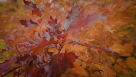 A-close-up-orbit-shot-of-the-bright-oak-tree-autumn-leaves