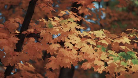 A-close-up-video-of-the-colorful-autumn-maple-leaves-on-the-blurry-background