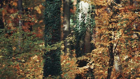 Efeureben,-Die-Dicke-Baumstämme-Im-Herbstwald-Klettern