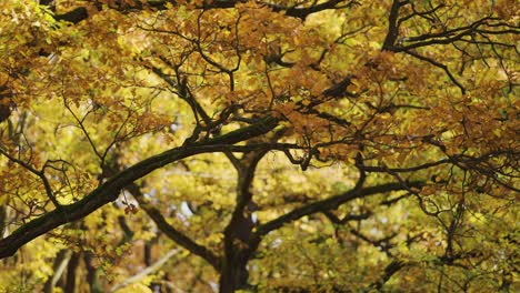 Blick-Durch-Die-Verschlungenen-Zweige-Der-Ulme-Mit-Bunten-Herbstblättern