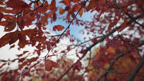 Vorwärts-Durch-Die-Leuchtend-Purpurroten-Blätter-Des-Pflaumenbaums-Fliegen