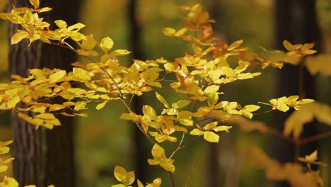 Eine-Nahaufnahme-Der-Bunten-Herbstblätter-Auf-Dem-Verschwommenen-Hintergrund