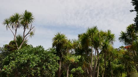 Panning-shot-of-tropical-growing-palm-trees-at-Te-Whara-Track-during-bright-sunny-day