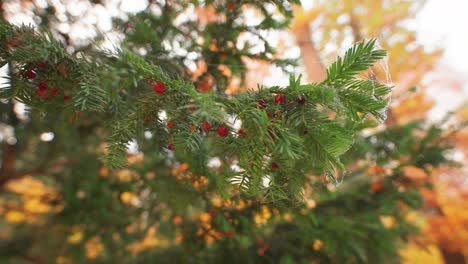A-close-up-shot-of-the-fir-tree-branches-with-bright-red-berries