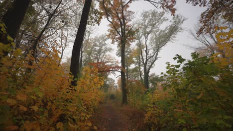 A-walk-along-the-narrow-trail-in-the-misty-autumn-forest