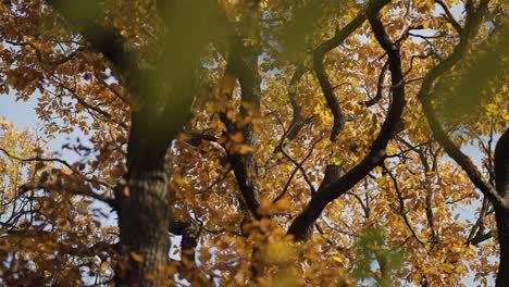 Entangled-branches-of-the-elm-tree-with-colorful-autumn-leaves-with-the-blurry-foreground