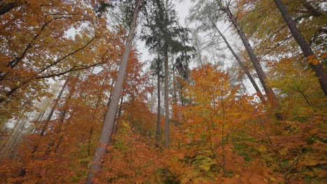Ein-Spaziergang-Im-Herbstwald