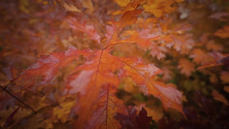 A-close-up-orbit-shot-of-the-colorful-autumn-oak-tree-leaves