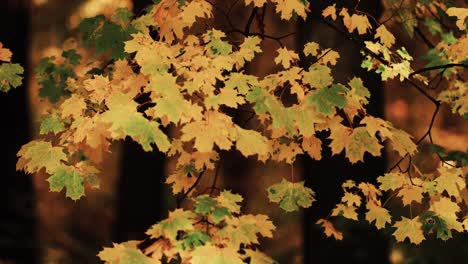 A-close-up-shot-of-the-bright-maple-tree-leaves-on-the-blurry-background