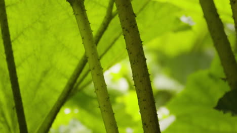 Detail-Der-Wachsenden-Gunnera-Manicata-Pflanzen-Mit-Stacheligem-Dorn-An-Blättern-Und-Stängeln