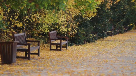 A-row-of-wooden-benches-in-the-autumn-park