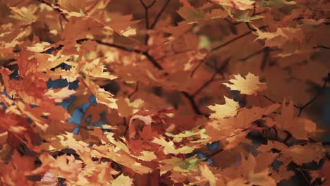 Colorful-golden-yellow-and-orange-maple-leaves-on-the-blurry-background