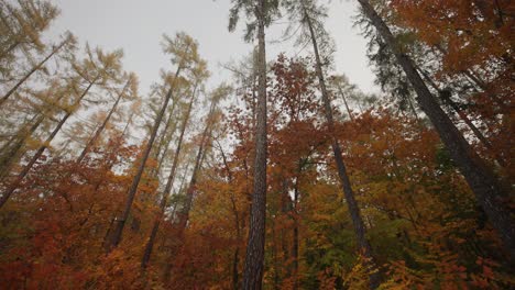 Im-Herbstlichen-Wald-Nach-Oben-Schauen