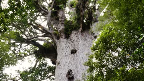 Primer-Plano-De-Agathis-Australis-Kauri-árbol-Un-árbol-Conífero-En-La-Familia-Araucariaceae