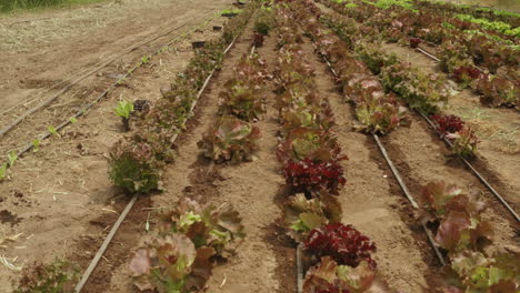Tiefflug-über-Eine-Salatplantage-Mit-Einem-Amerikanischen-Arbeiter-Bei-Der-Arbeit