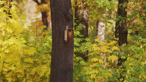 An-old-birdhouse-on-the-tree-in-the-autumn-forest