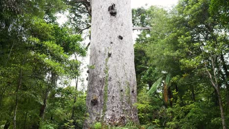 Frau-Beobachtet-Und-Erstaunt-Vor-Massivem-Kauri-Baum-Im-Dschungel-Von-Neuseeland,-Neigung-Nach-Oben