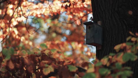 A-birdhouse-on-the-old-tree
