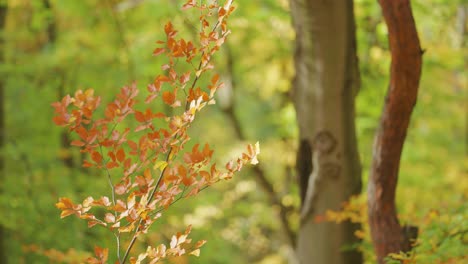 Eine-Nahaufnahme-Des-Zarten-Astes,-Der-Mit-Bunten-Herbstblättern-Bedeckt-Ist