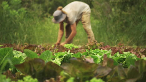 Junger-Landarbeiter,-Der-Bio-Salat-Auf-Einem-Feld-Mit-Grünem,-Gesundem-Gemüse-Pflanzt