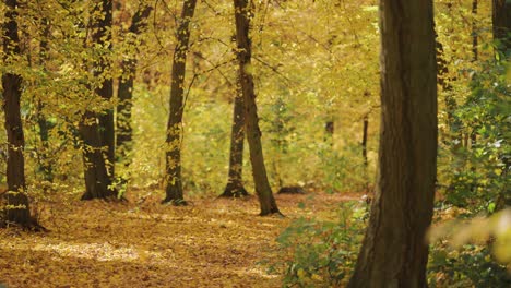 Schöner-Romantischer-Herbstwald