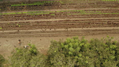 Aerial-of-a-small-organic-lettuce-farm-with-two-workers-preparing-the-crops
