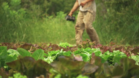 Young-farmhand-bent-over-planting-organic-lettuce-in-a-field-of-green-healthy-vegetables