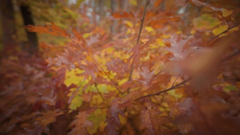 A-close-up-forward-shot-of-the-bright-oak-tree-autumn-leaves