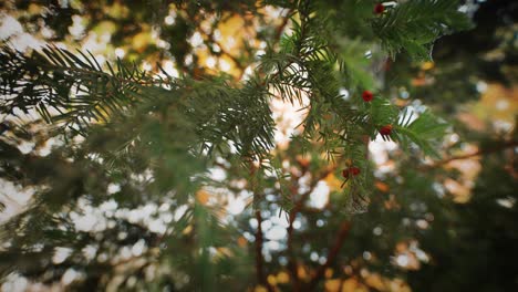 A-close-up-of-the-fir-tree-branches-with-bright-red-berries