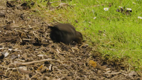 Common-Blackbird-Foraging-For-Food-On-The-Ground